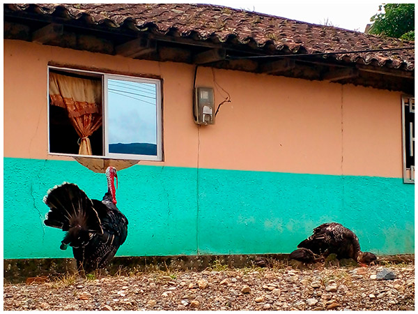01 - Tesoros Silvestres - Quinara Pavos