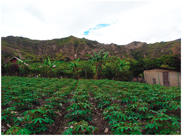 01 - Tesoros Silvestres - Quinara Yuca