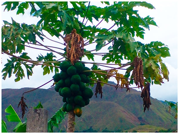 01 - Tesoros Silvestres - Quinara Papayas