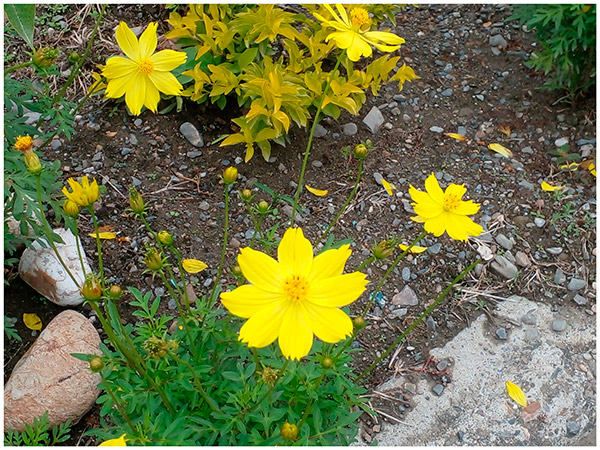 01 - Tesoros Silvestres - Quinara Cosmos